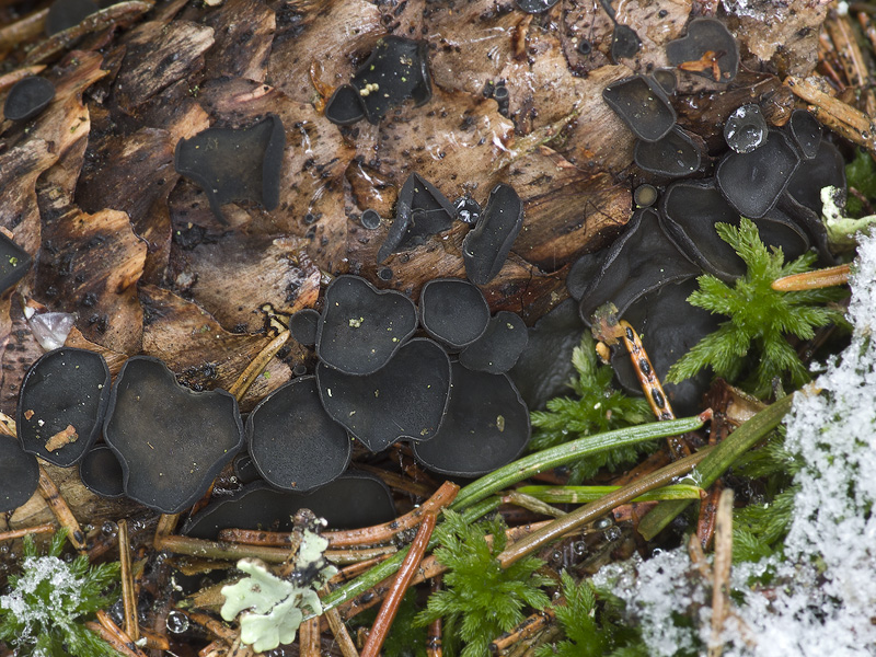 Rutstroemia bulgarioides